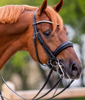 Uniq Black Noseband Elegant Weymouth